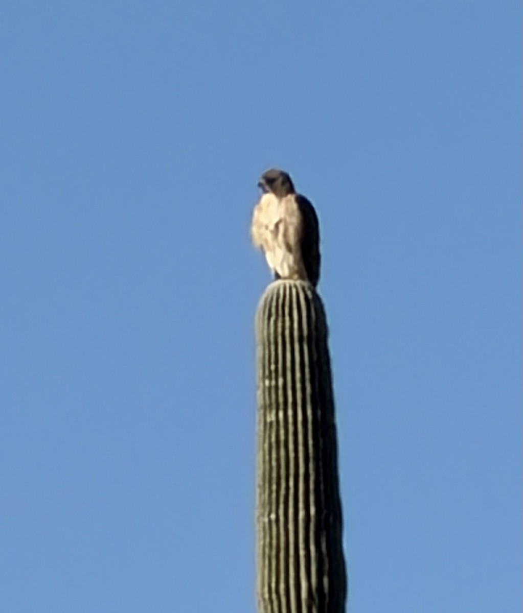 アカオノスリ - ML647032209