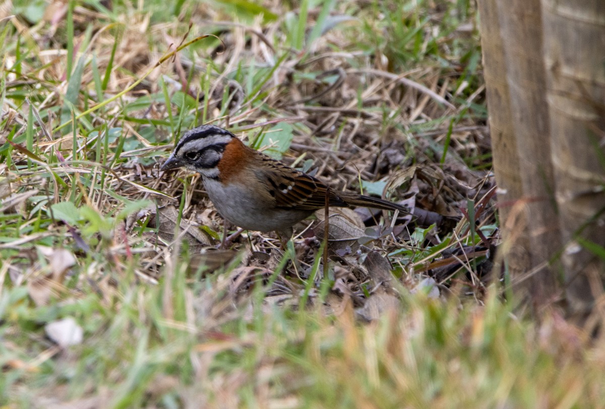 アカエリシトド - ML647032210