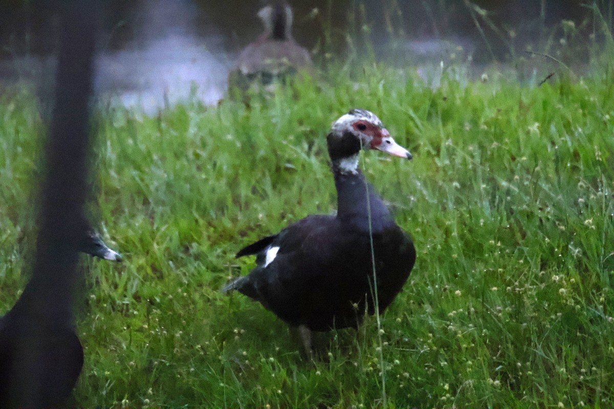 ノバリケン - ML647032211