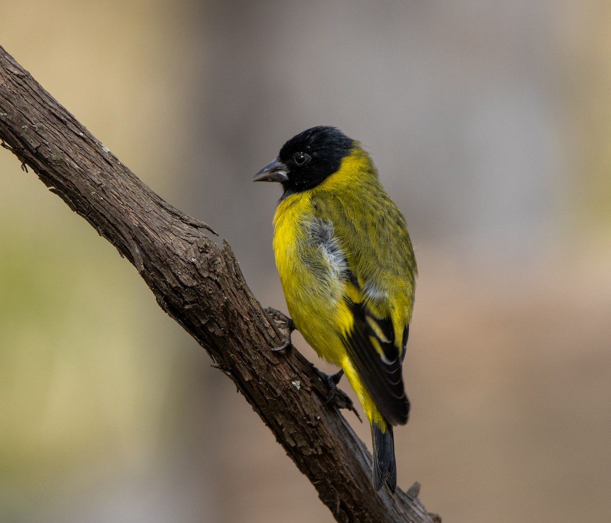 Hooded Siskin - ML647032212