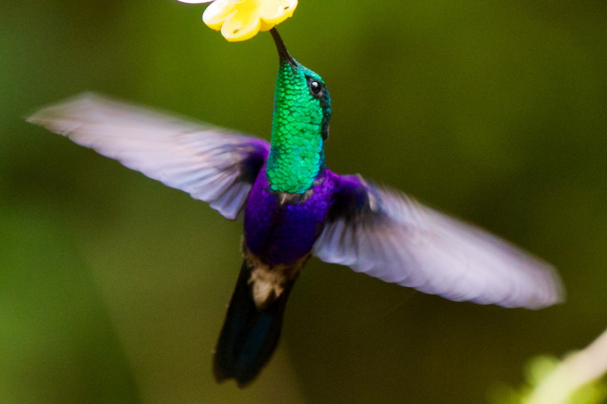 glansdryade - ML647032213