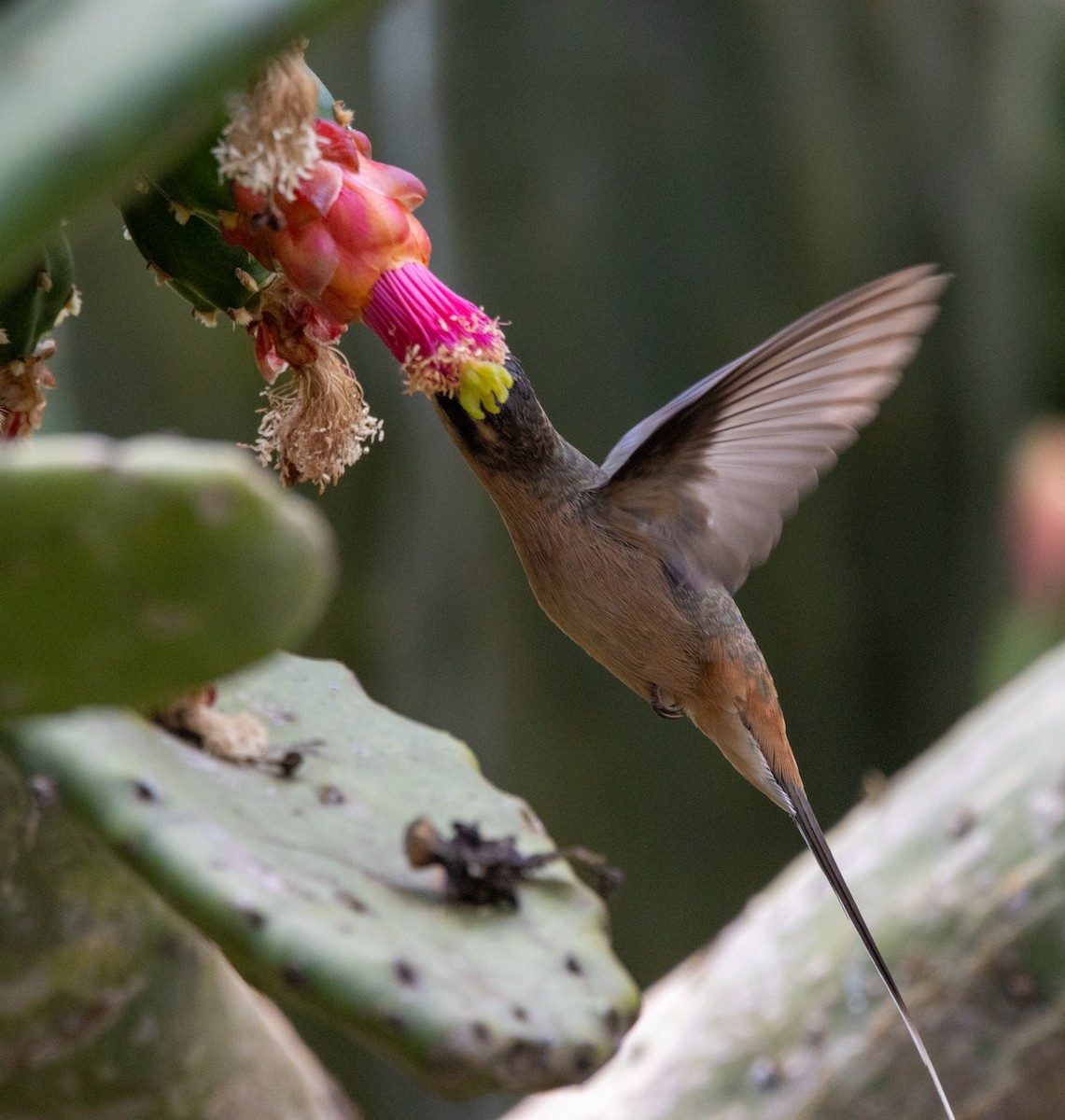 Planalto Hermit - ML647032216