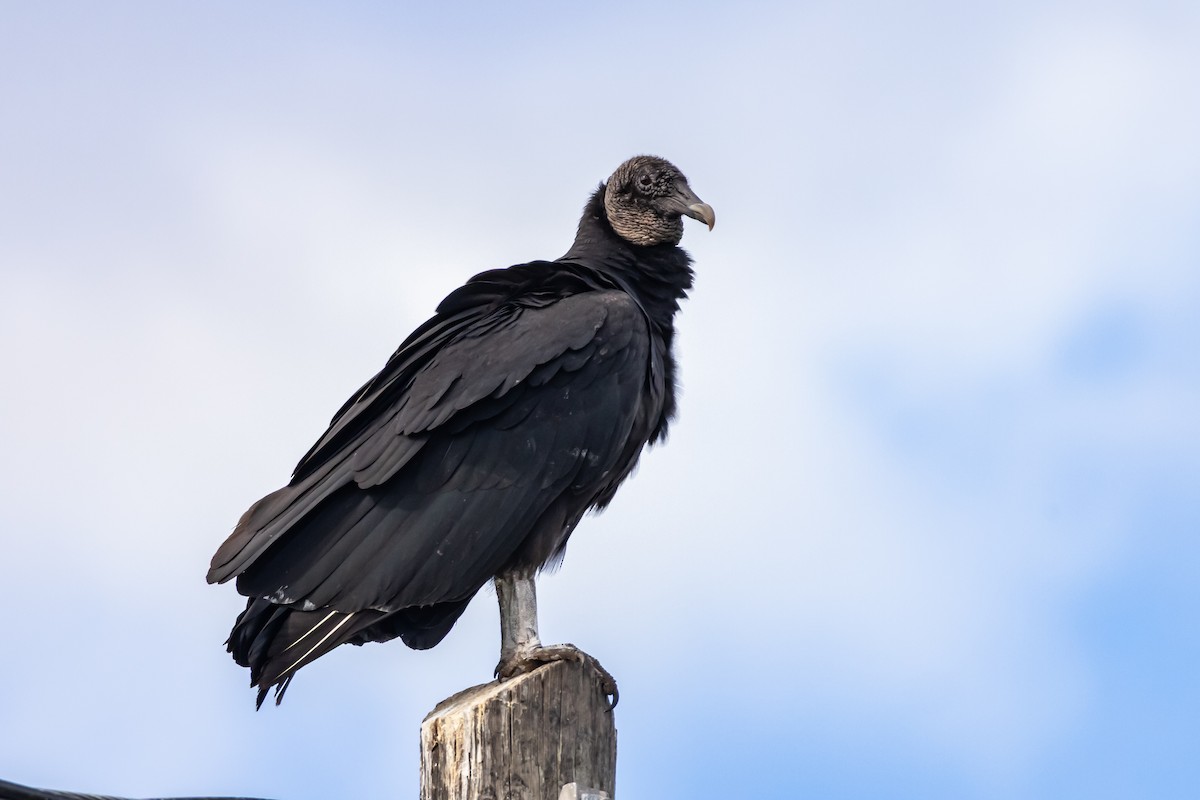 Black Vulture - ML647032217