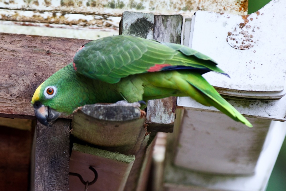 Yellow-crowned Amazon - ML647032223