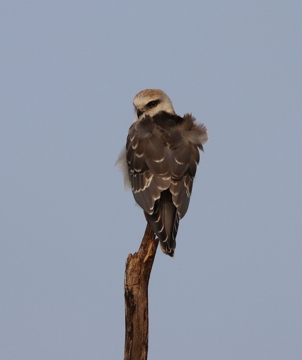 Black-winged Kite - ML647032224