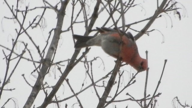 פתיאלי אורנים - ML647032225