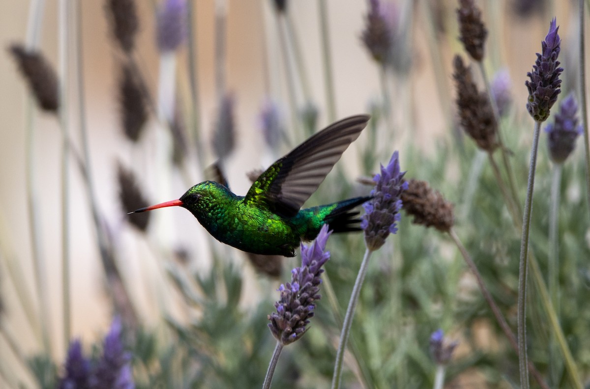 glansbuksmaragd - ML647032245