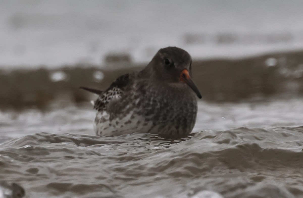 Purple Sandpiper - ML647032247