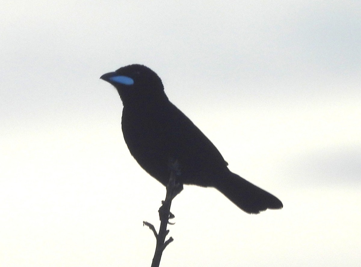 Silver-beaked Tanager - ML647032249