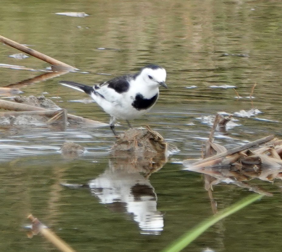 Плиска біла - ML647032256