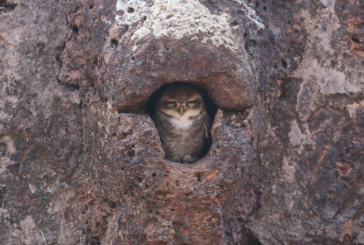 Spotted Owlet - ML647032257