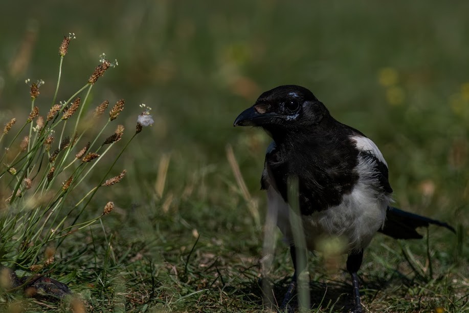 Eurasian Magpie - ML647032259