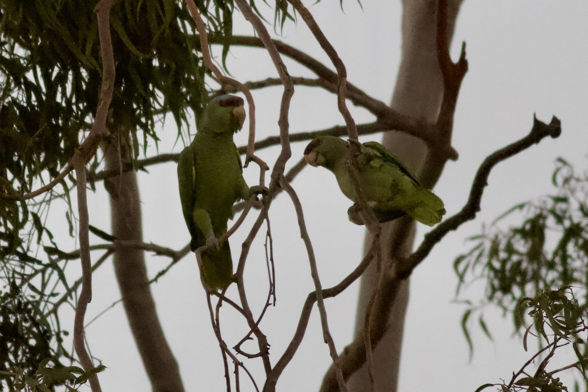 Amazona Guayabera - ML647032265