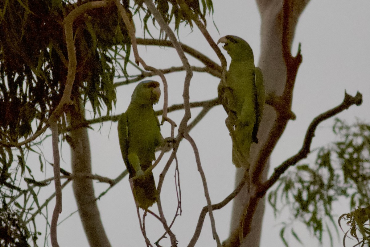Amazona Guayabera - ML647032266