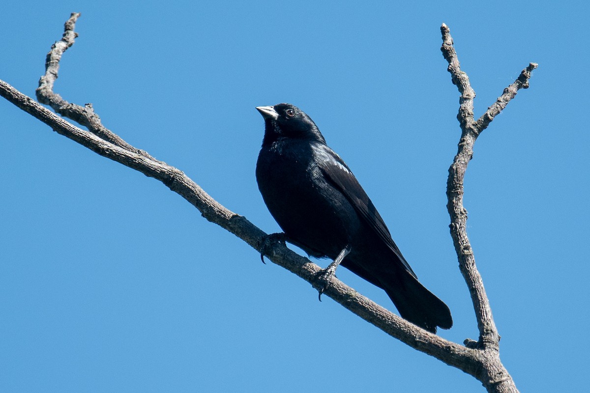 Rotachsel-Kuhstärling - ML647032268