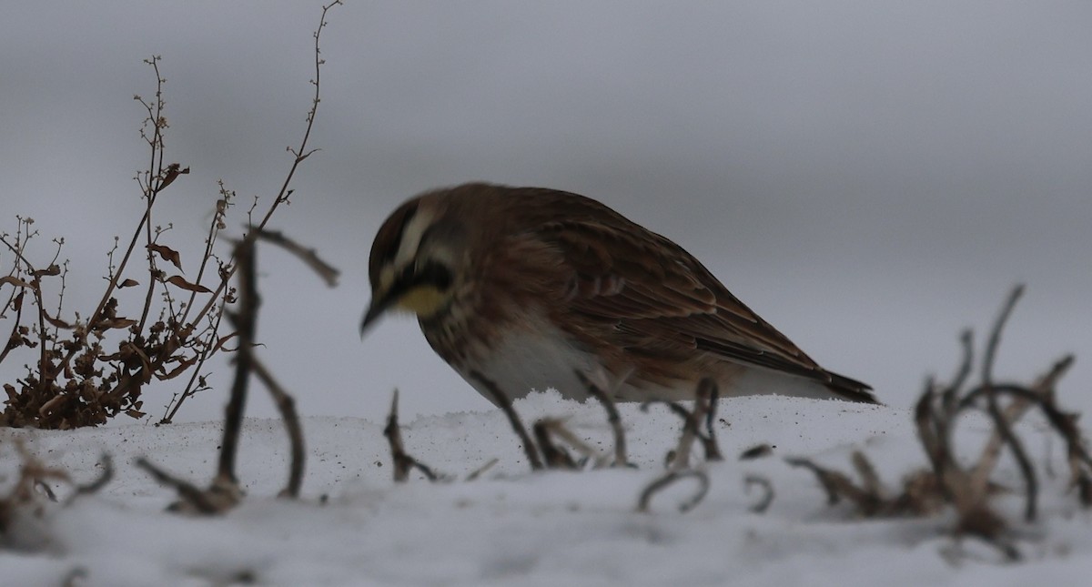 skřivan ouškatý - ML647032271