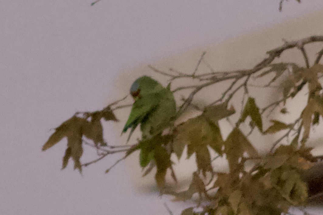 Amazona Guayabera - ML647032277