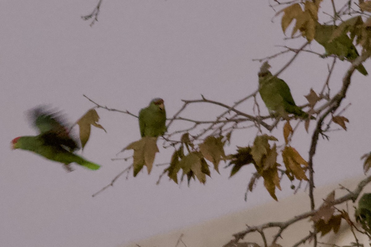 Amazona Guayabera - ML647032278