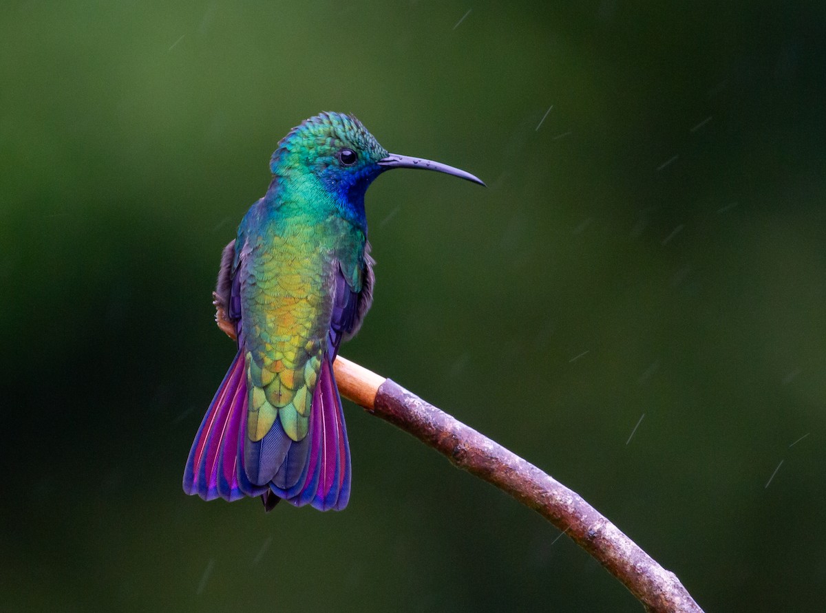 svartbrystmango - ML647032279