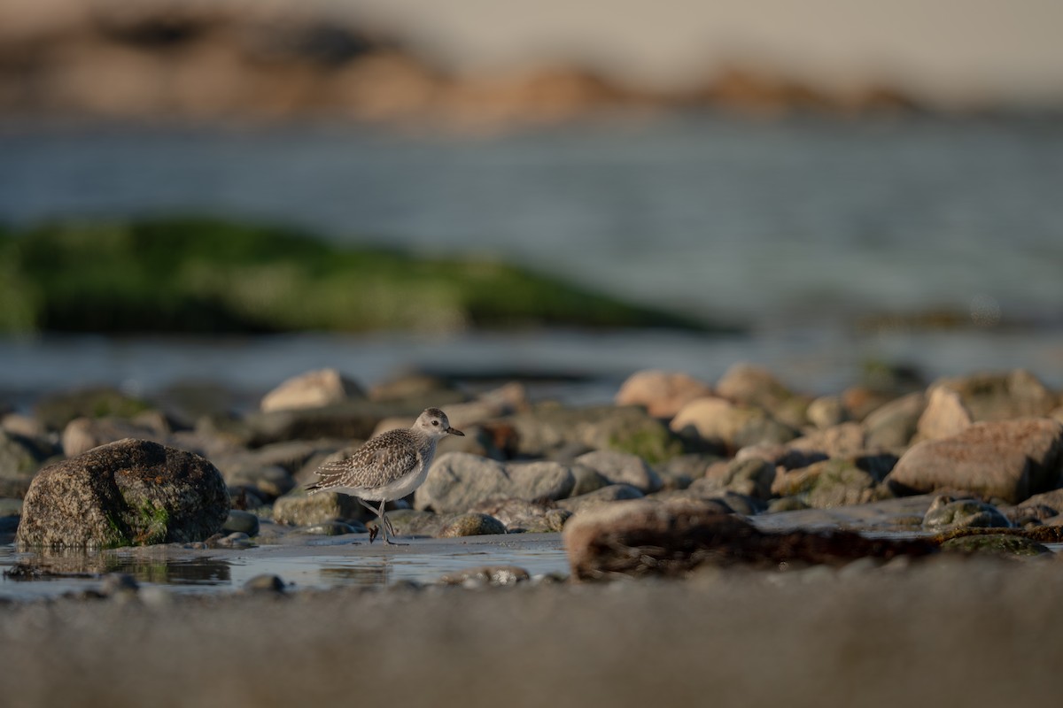 Black-bellied Plover - ML647032280