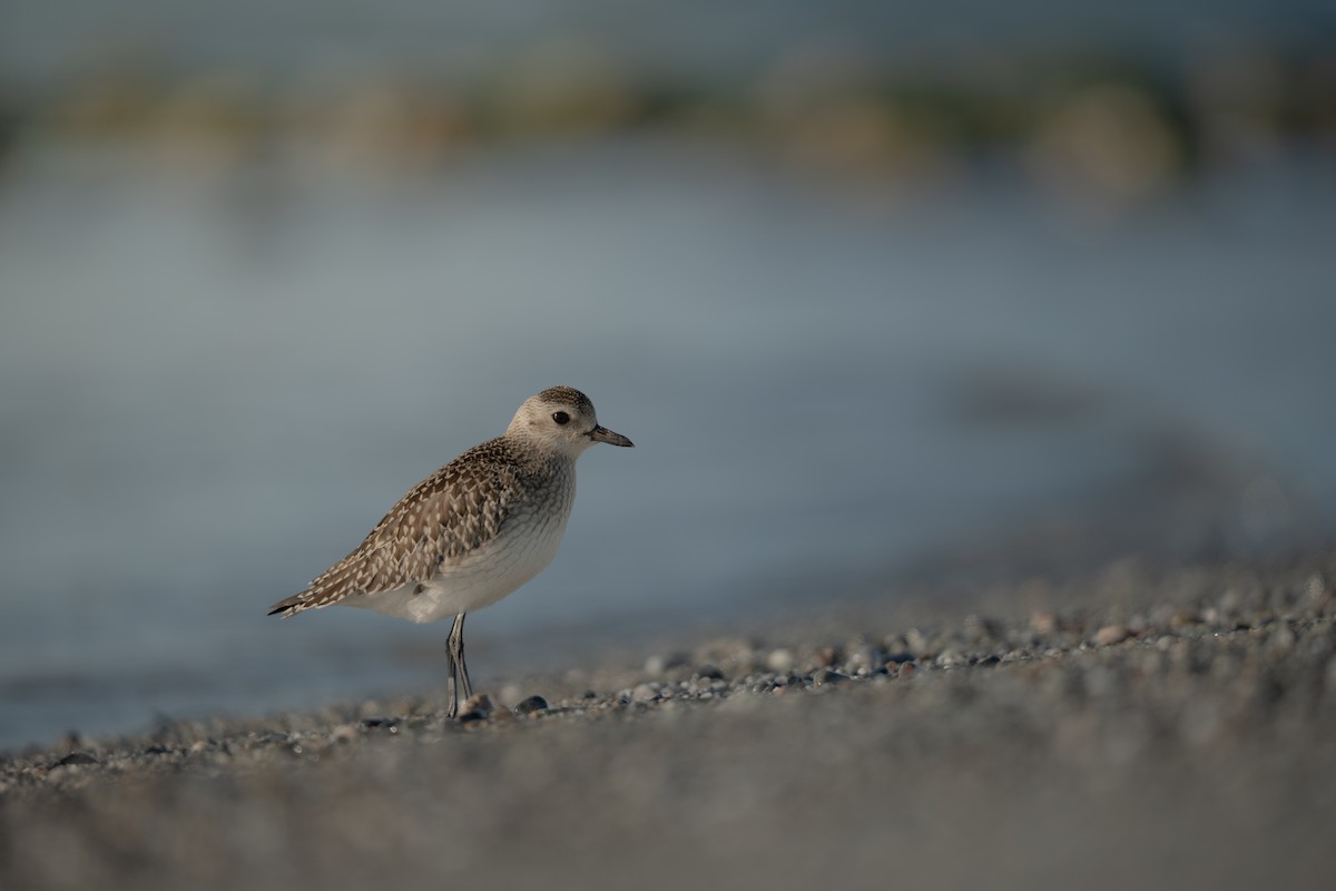 Black-bellied Plover - ML647032281