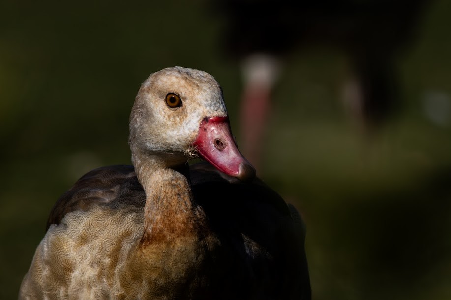 niland - ML647032282