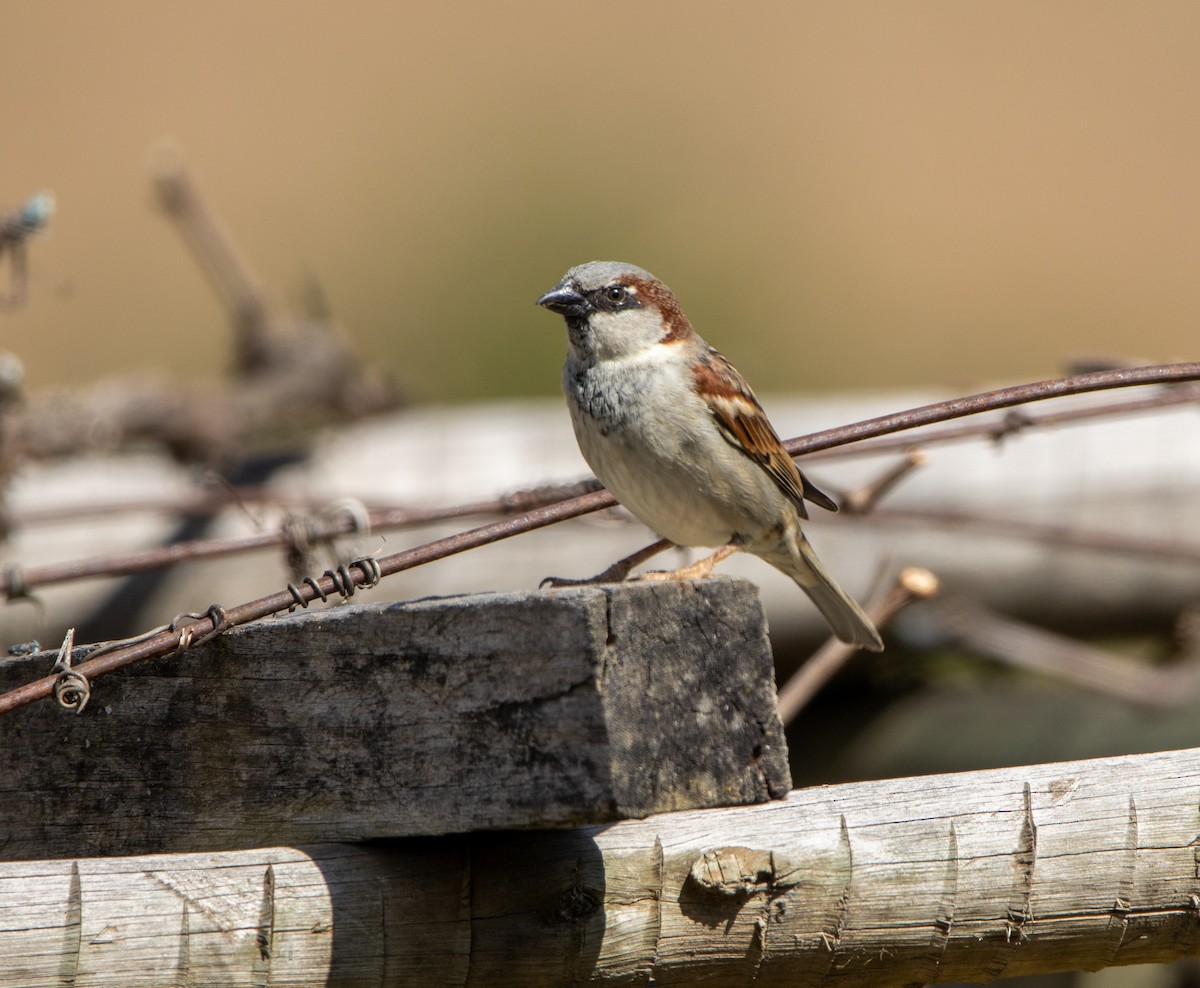 gråspurv - ML647032283