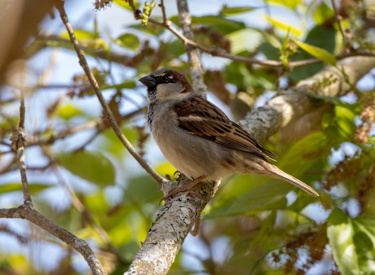 gråspurv - ML647032284