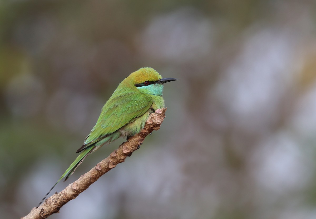 beryllbieter - ML647032285