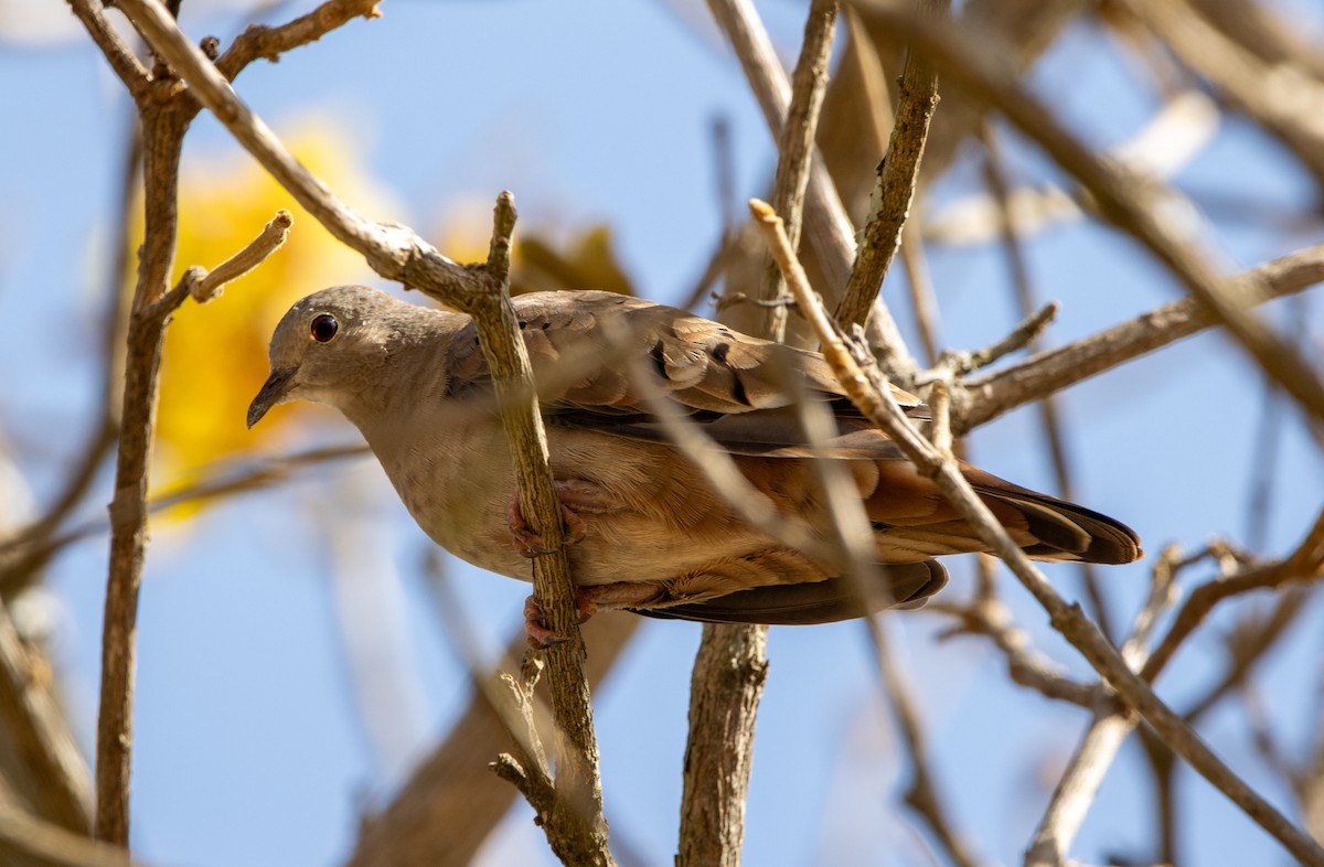 kaneldue - ML647032289