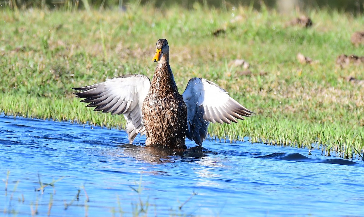 golfand - ML647032290