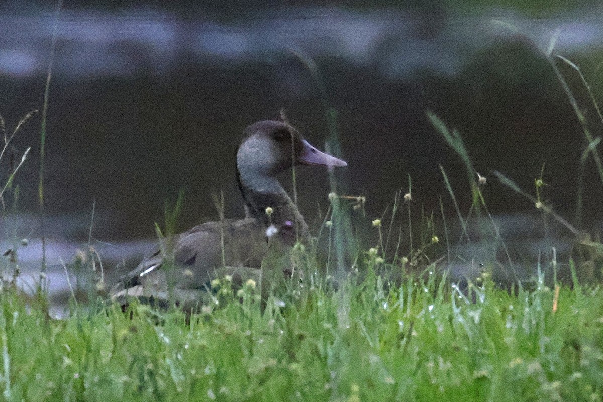 Brazilian Teal - ML647032291