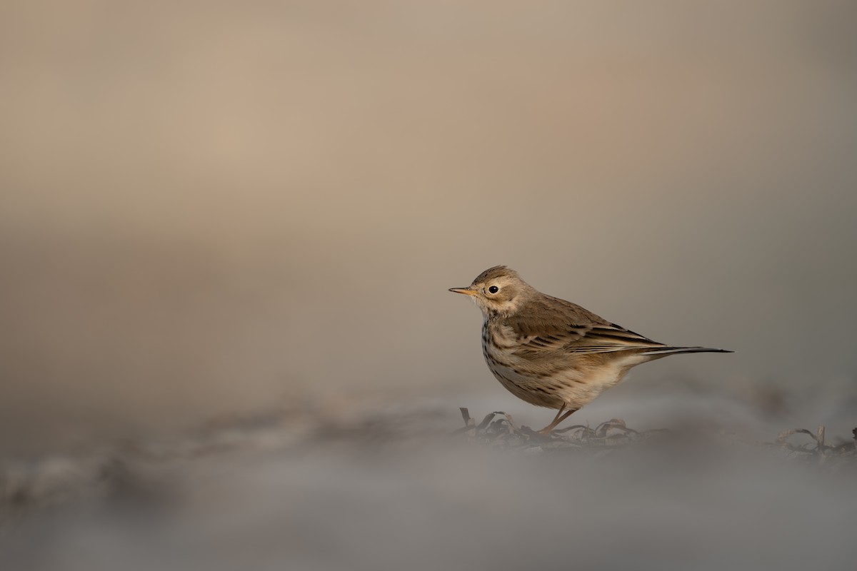 kanadapiplerke - ML647032292