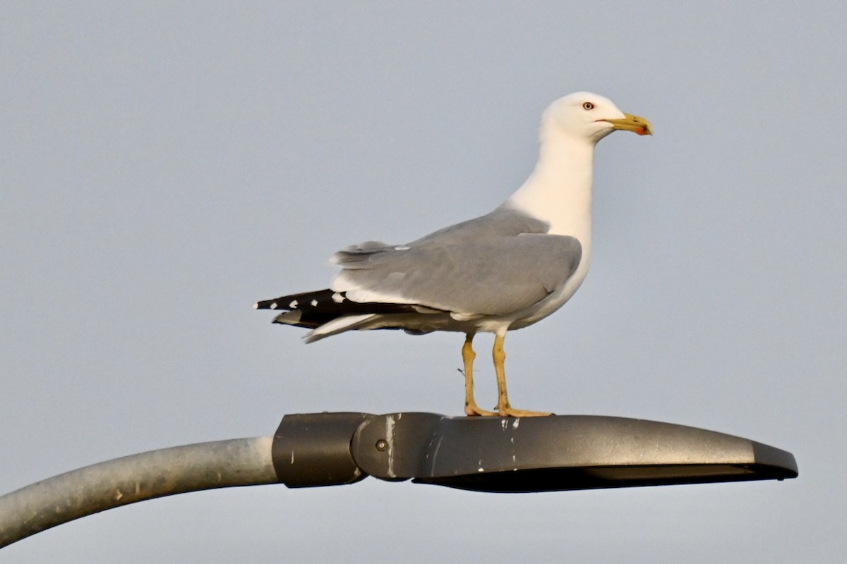 gulbeinmåke - ML647032293