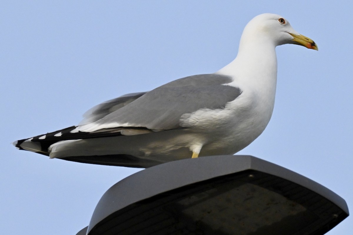 gulbeinmåke - ML647032294