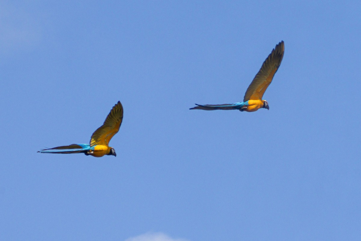 blågulara - ML647032299