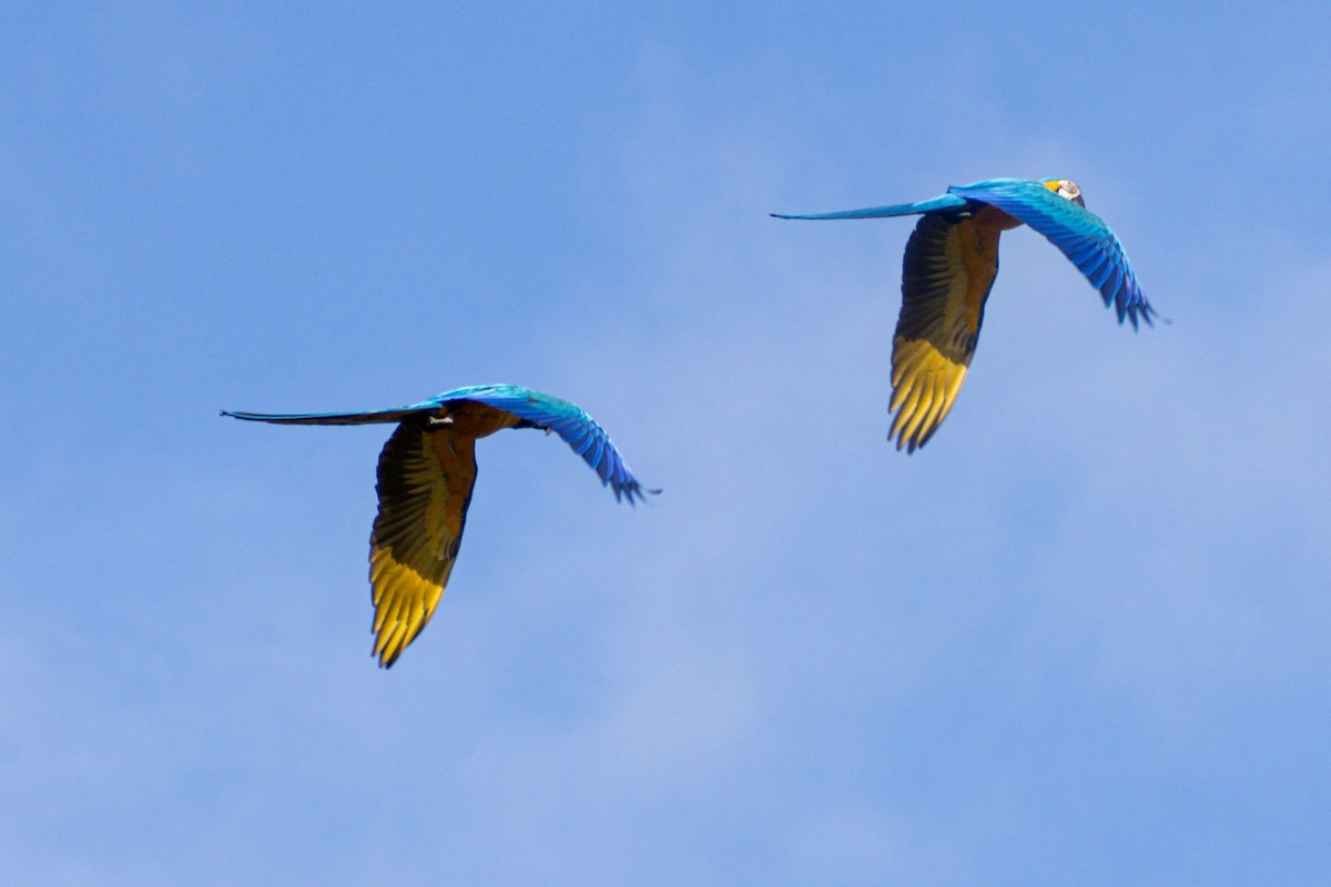 blågulara - ML647032300