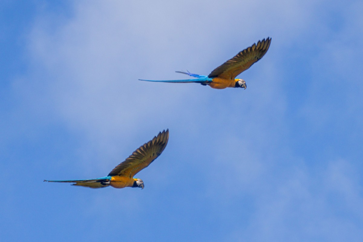 blågulara - ML647032301