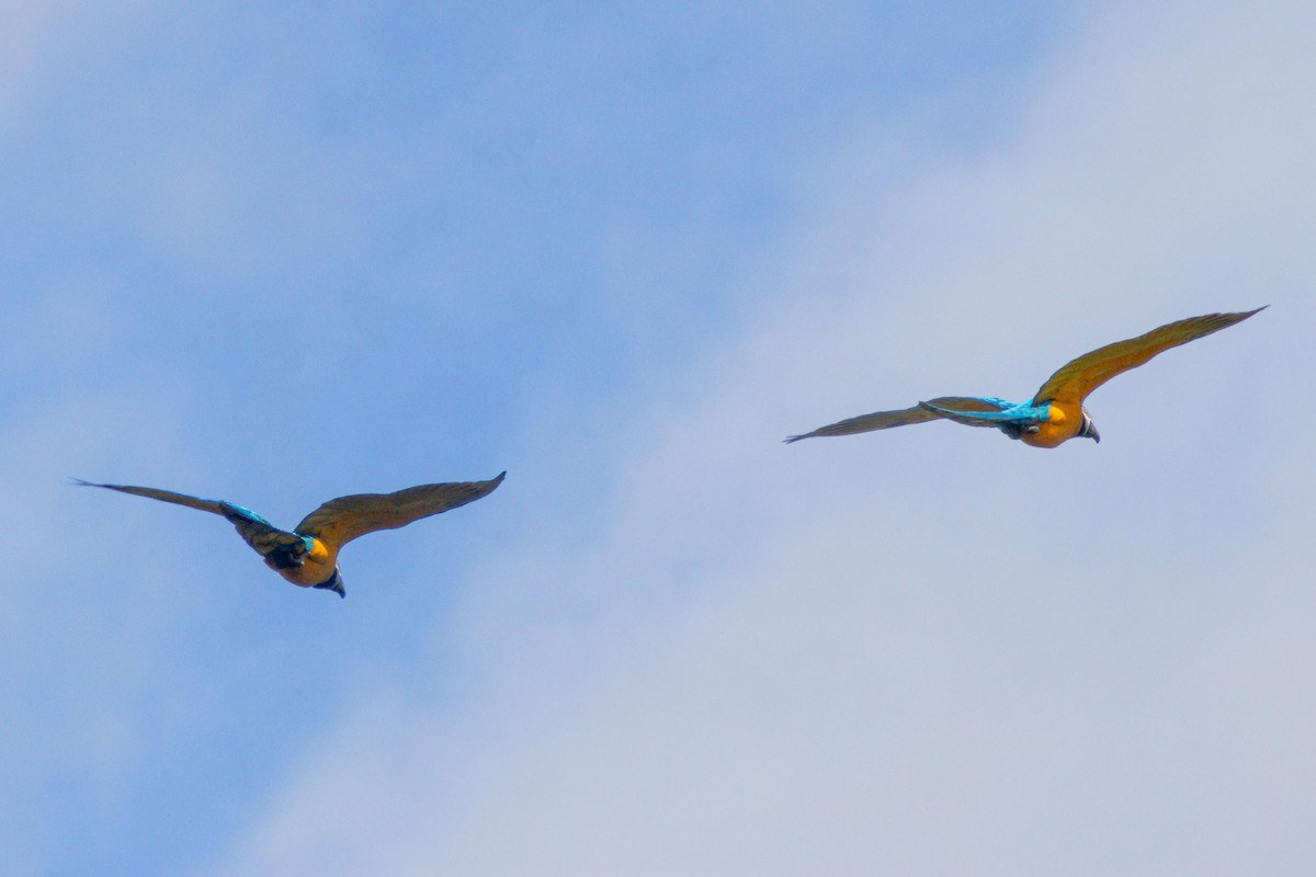 blågulara - ML647032302