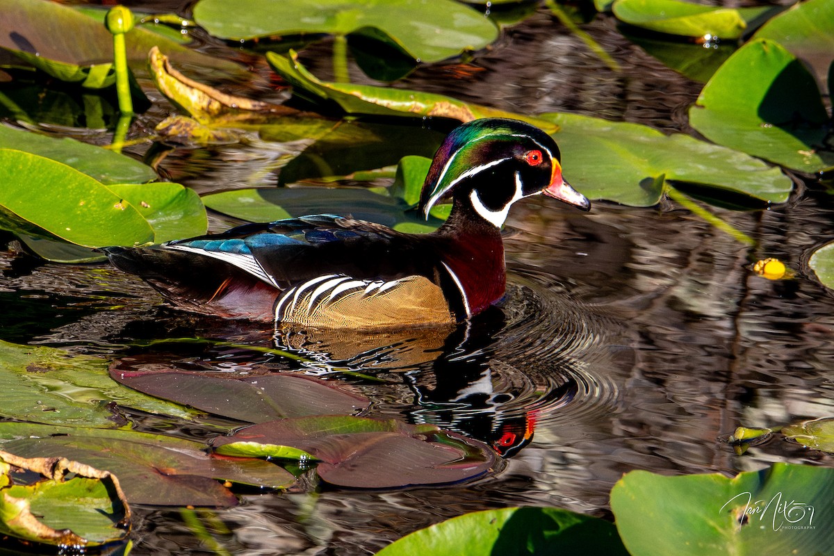 brudeand - ML647032303