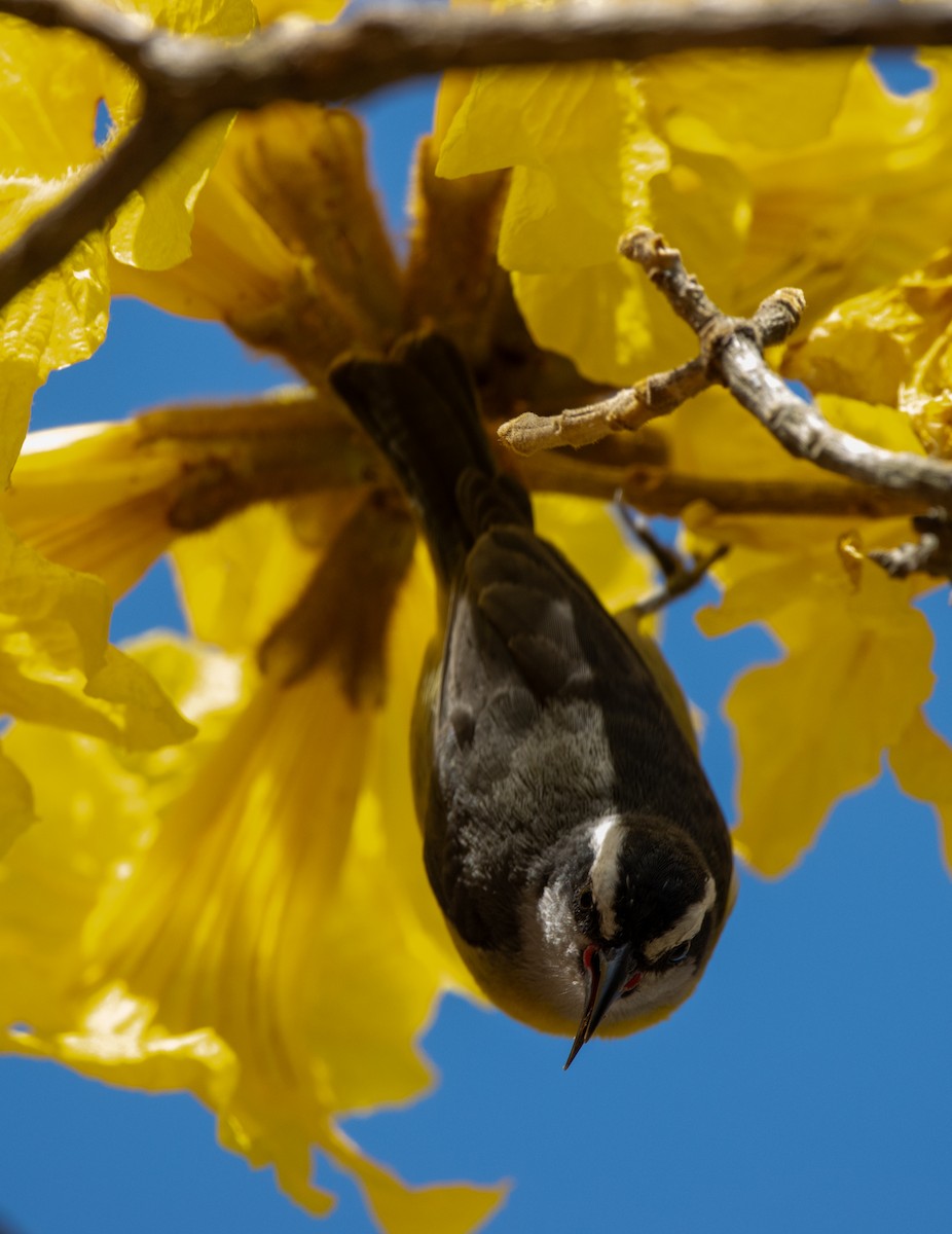 Sucrier à ventre jaune - ML647032305