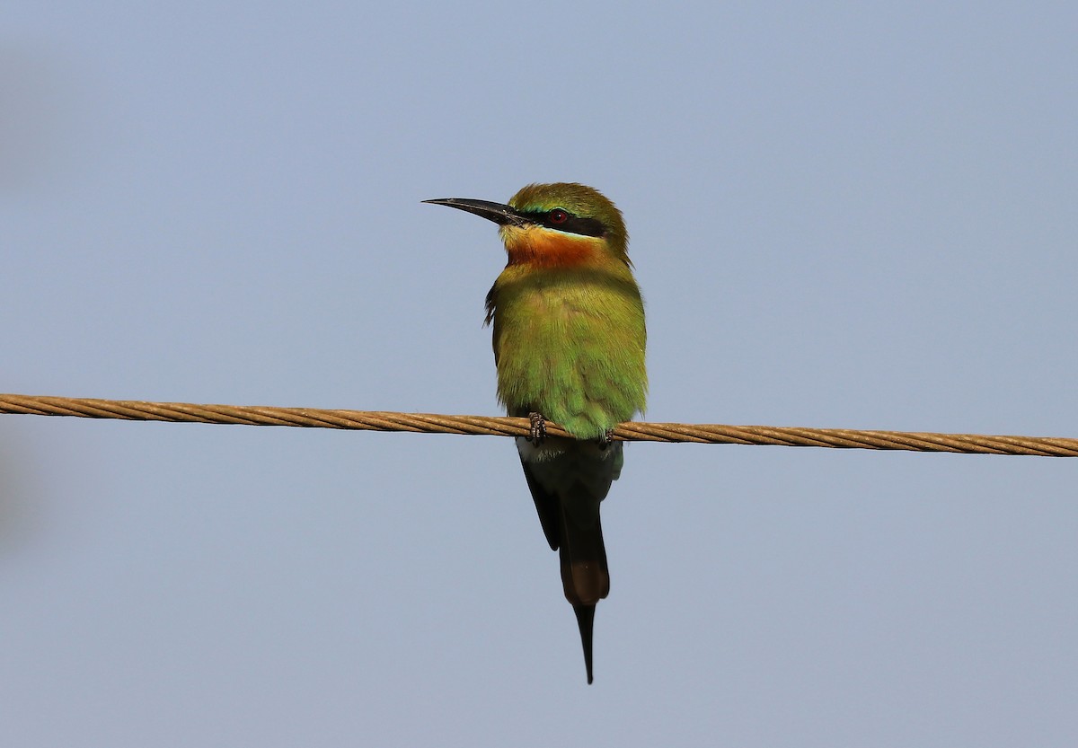 blåstjertbieter - ML647032307