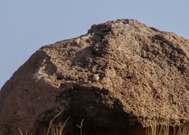 steinursmett - ML647032311