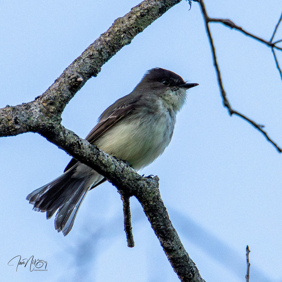 gråfibi - ML647032317