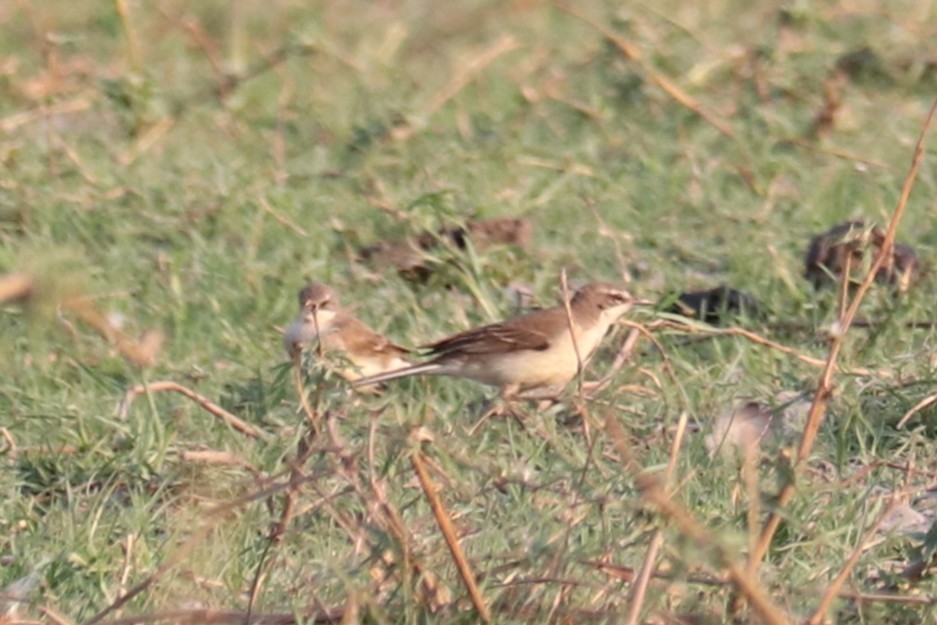 サメハクセキレイ - ML647032325