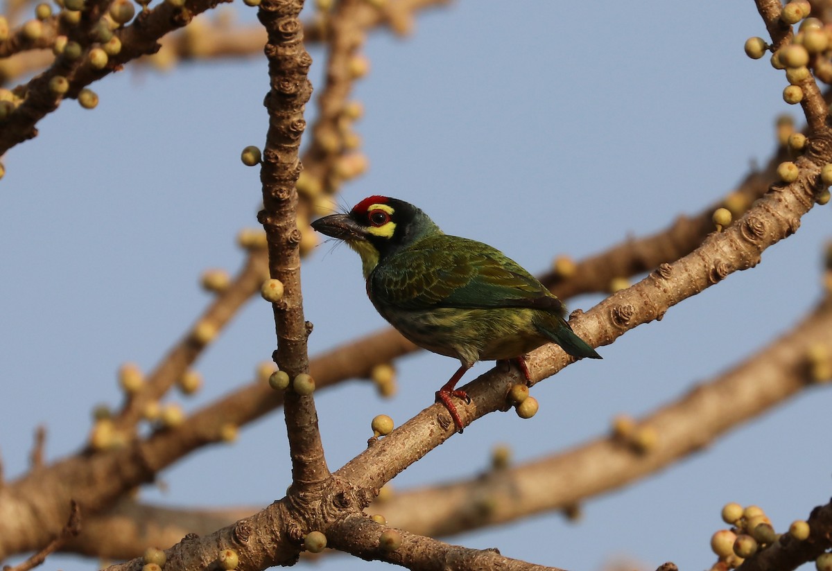 Coppersmith Barbet - ML647032326