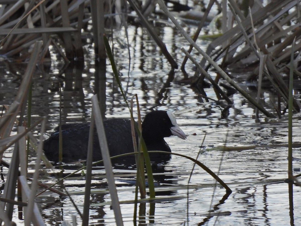 Eurasian Coot - ML647032328