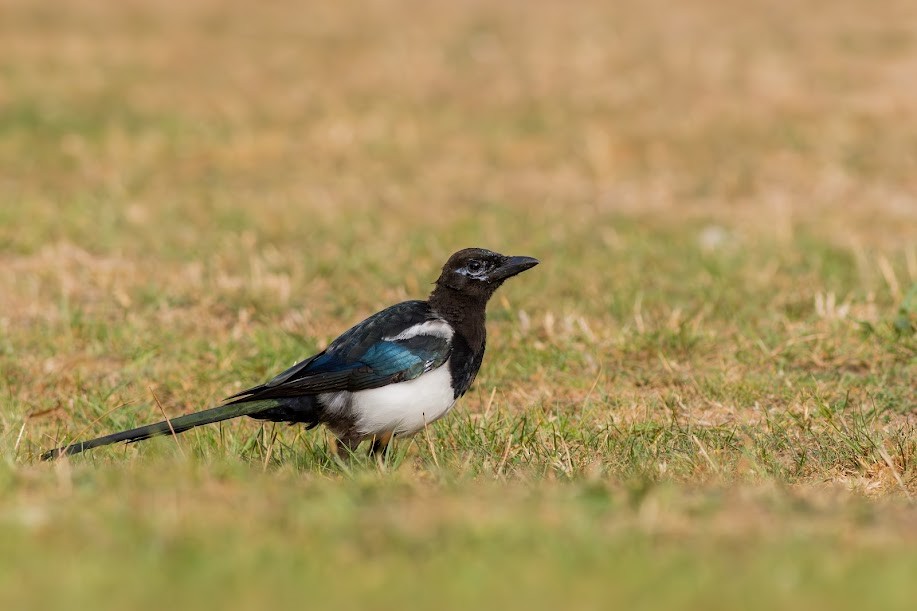 Eurasian Magpie - ML647032341