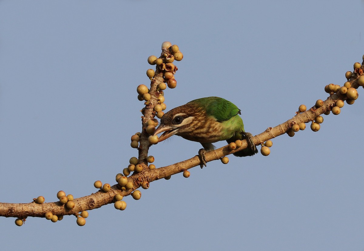 White-cheeked Barbet - ML647032344
