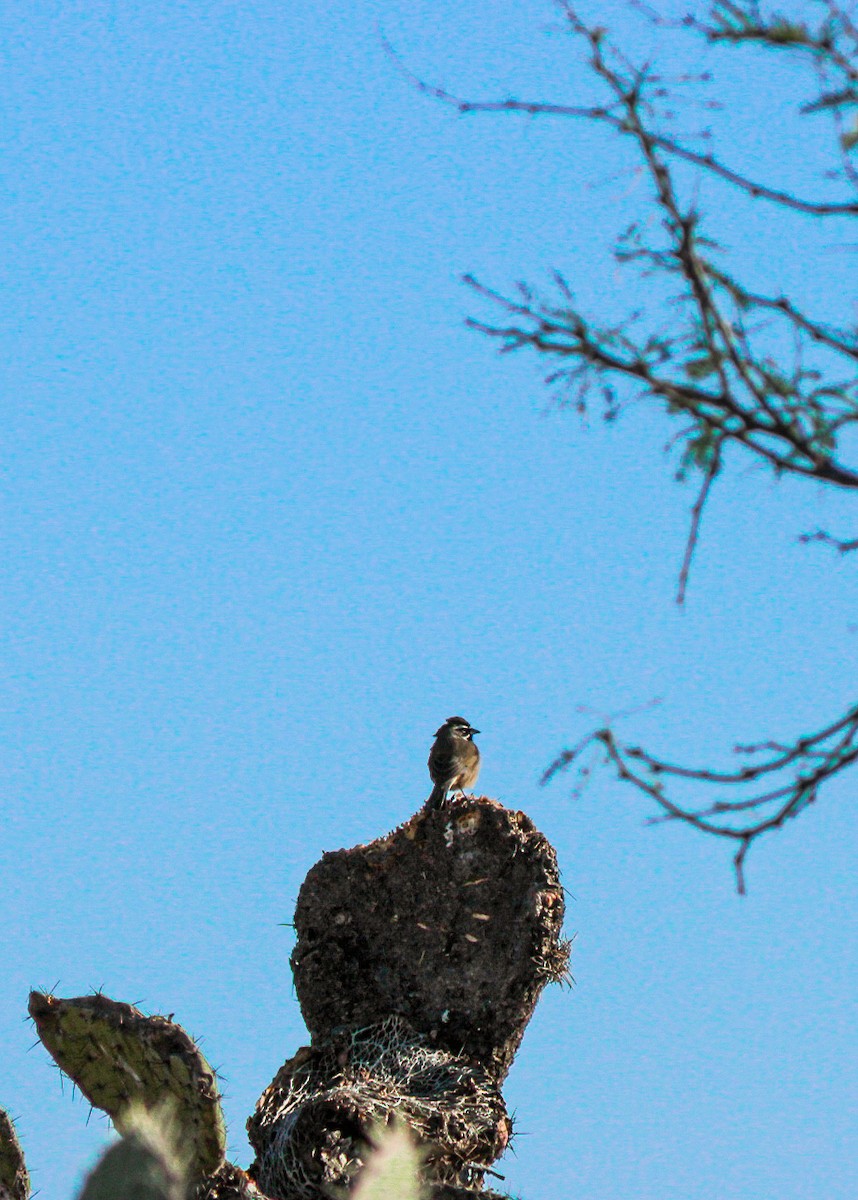 Black-throated Sparrow - ML647032349